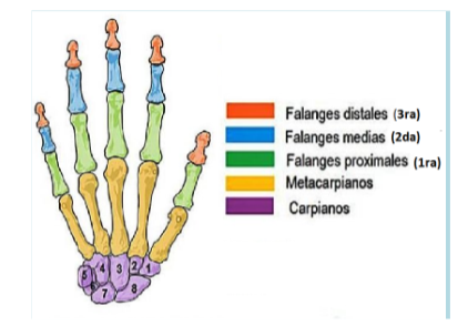 huesos de la mano