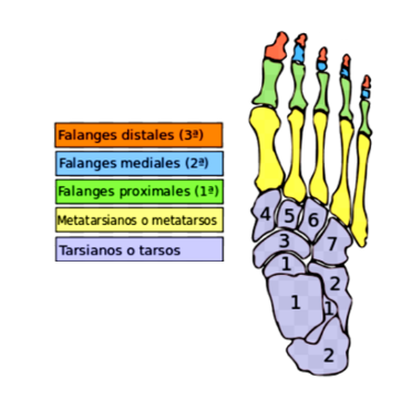 huesos del pie