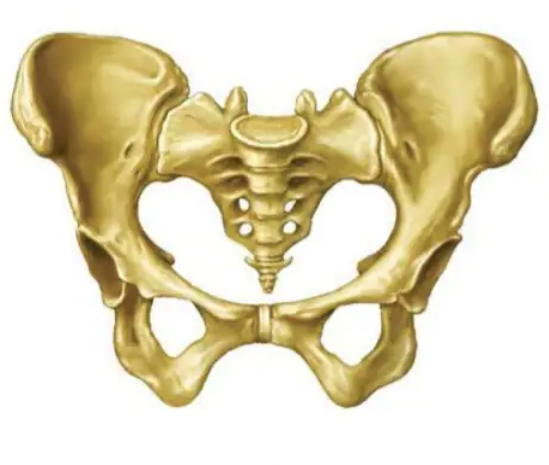 fractura de pelvis